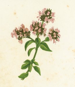Wilde marjolein, Origanum Vulgare door English School